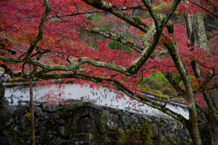 京都 亀岡 紅葉の鍬山神社と神蔵寺 2017 ／ SIGMA 24-70mm F2.8